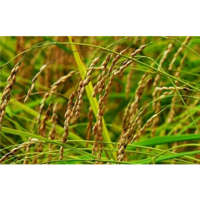 我國(guó)關(guān)于稻米由來的傳說